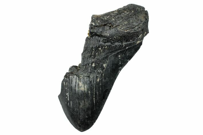 Partial Megalodon Tooth - South Carolina #250063